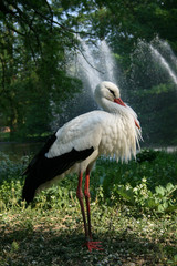weißstorch