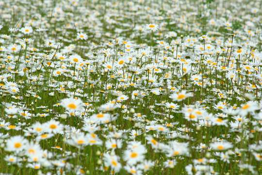 Fototapeta blumenwiese