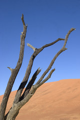 site de deadvlei en  namibie