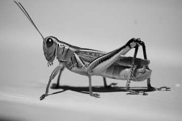 grasshopper