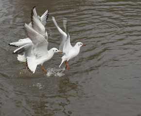 Fototapeta premium Seagulls