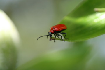red lily beetle
