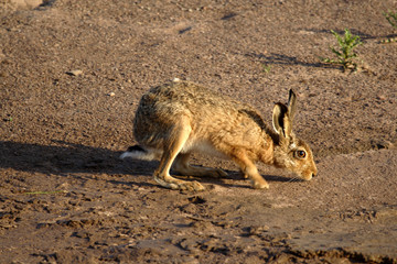hare