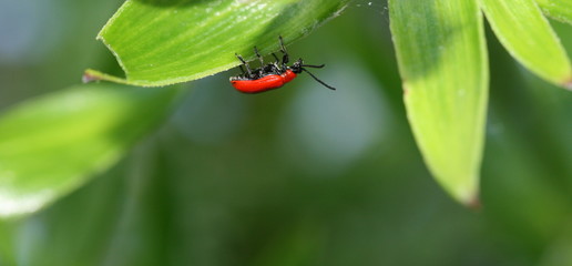 red lily beetle