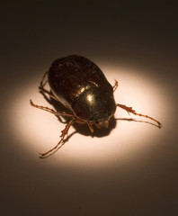 cockroach