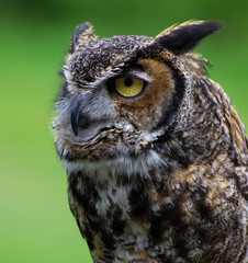 night owl