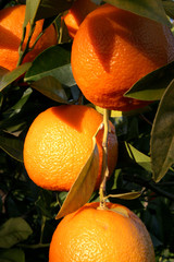 orangen