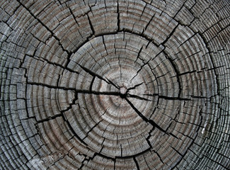 Fototapeta premium circular wood knots