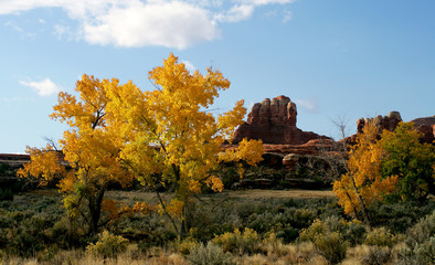 yellow cottonwoods
