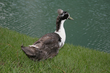 ducks along side of pond