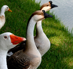 ducks along side of pond
