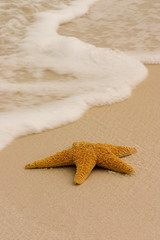 starfish in the surf