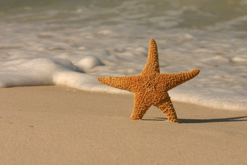 starfish in the surf