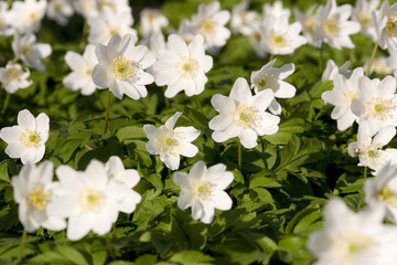 lots of white anemones