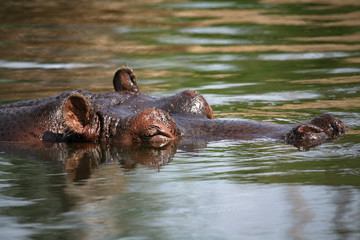 Fototapeta na wymiar hipopotam