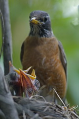 robin and baby