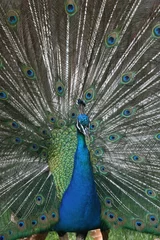 Fotobehang peacock head and body © Xavier MARCHANT