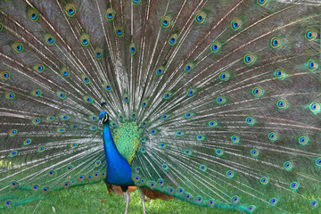 Naklejka premium peacock with tail open