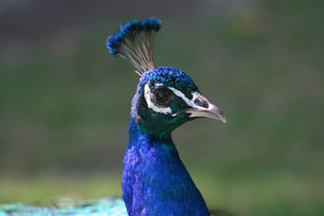 peacock face