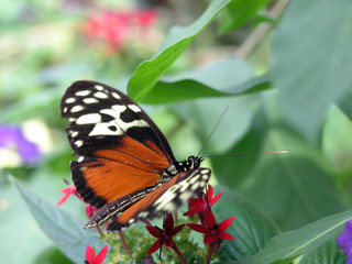 Obraz na płótnie Canvas Schmetterling, Motyl