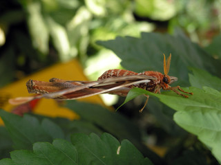 schmetterling / butterfly