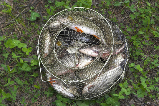 fish in the corf