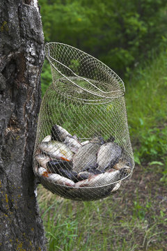 fish in the corf
