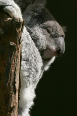 Koala smiling