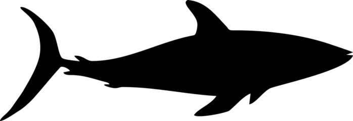 shark illustration