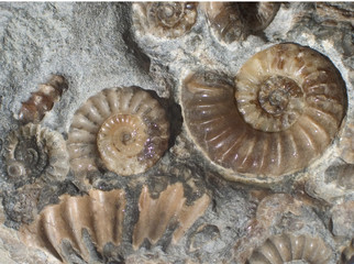 ammonites