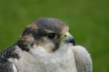 peregrine falcon