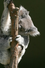 koala holding a branch