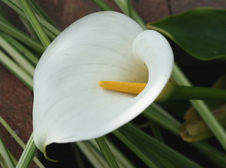 white zantedeschia