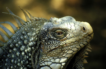Fototapeta premium leguan im washington slagbaai nationalpark, bonaire
