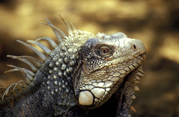 leguan im washington slagbaai nationalpark, bonaire