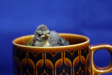 blue tit chick © Gail Johnson