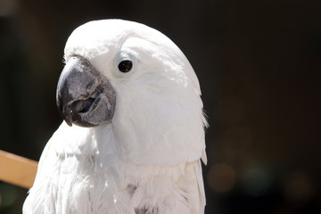 white parrot