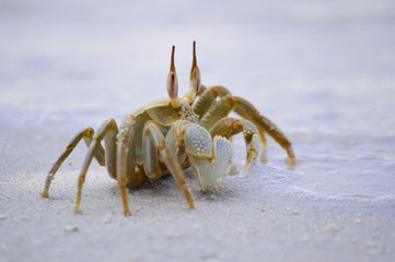 ghost crab - ocypode ceratophthalmus