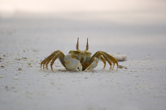 ghost crab - ocypode ceratophthalmus