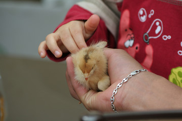 poussin © YvesBonnet