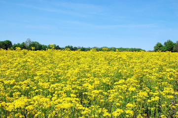 Obraz premium field of yellow