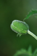 rainy poppy bud