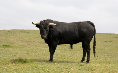 black bull - 3443178