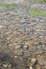 water bed and vegetation