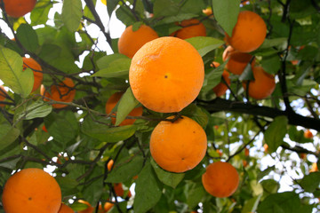 oranges on a tree branch
