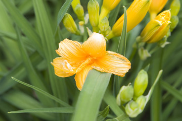 faded crocus