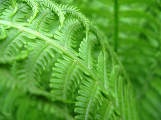 fern