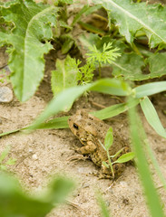 frog