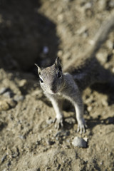 squrrel 3