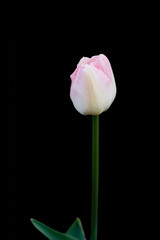 flower of tulip isolated on black